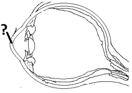 The cross section of the eye with cornea present at the anterior pole of the eye