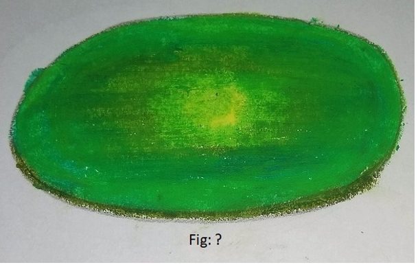 Find the colonies of microbe seen in the diagram