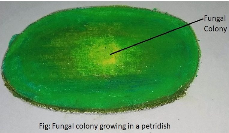 Diagram represents a fungal colony growing in a petri-dish seen with naked eyes