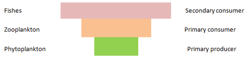 The figure shows amount of biomass/productivity of ecosystem at each level