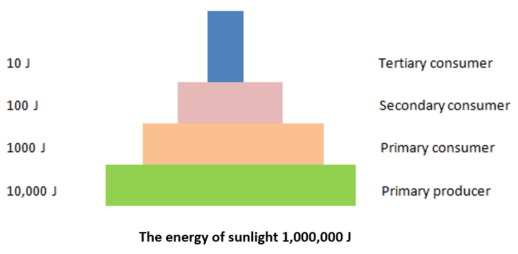 AAn ideal pyramid represents an ideal pyramid of energy