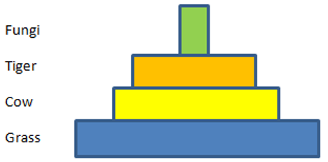 The pyramid represents an upright pyramid of number of a grassland ecosystem