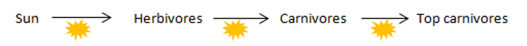 Heat is the energy lost during flow of energy in an ecosystem