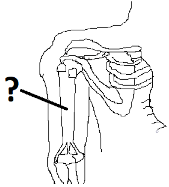 Figure representing the upper arm along with the shoulder & a few of the ribs
