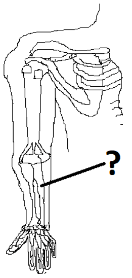 Figure representing ulna and humerus