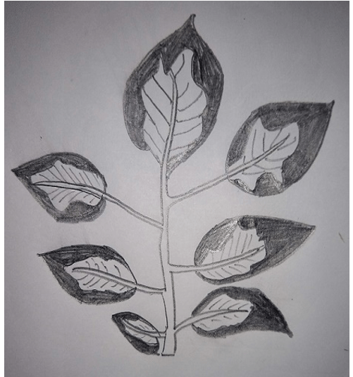 Diagram represents infected leaf of Late blight of potato caused by fungus