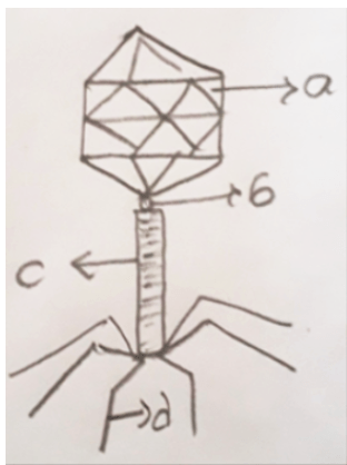 Diagram representing head, collar, sheath and tail fibres of Virus