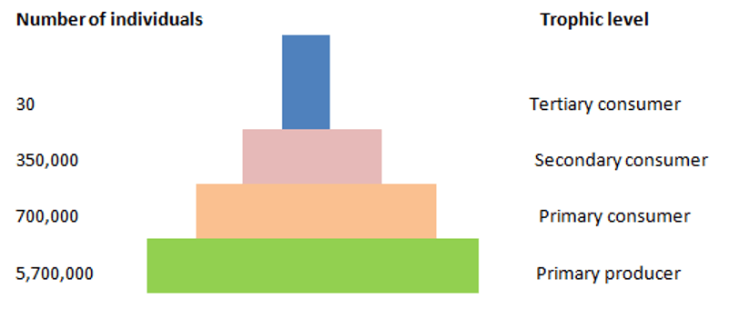 The pyramid represents the number of individuals in an ecosystem