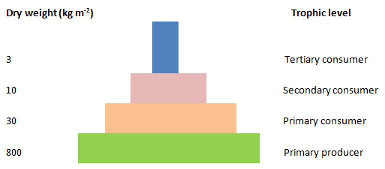 The pyramid represents the amount of biomass/productivity of the ecosystem at each level