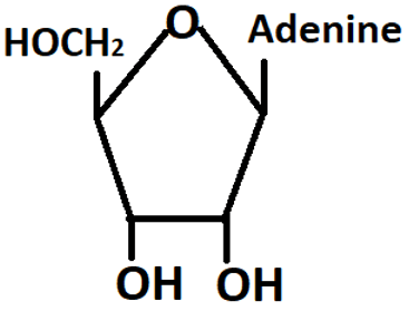 Structure of adenosine containing pentose sugar & the nitrogenous base