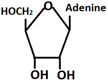 Sơ đồ Adenosine