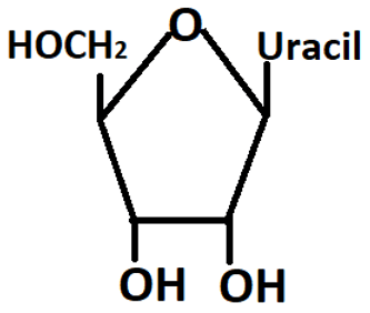 Structure of uridinee containing a pentose sugar & the nitrogenous base