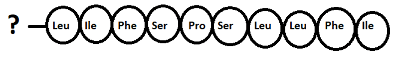 Primary structure or linear structure of first amino acid