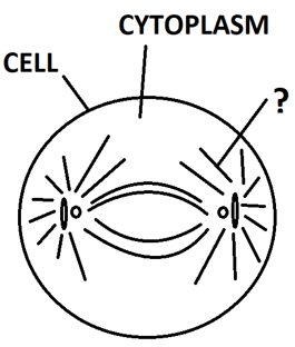 Asters present in cytoplasm of cell & radiates out in all directions