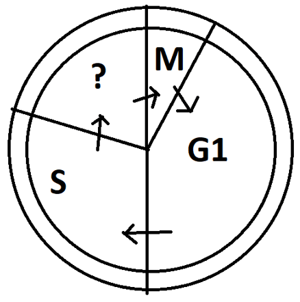 G2 phase or gap phase 2 lies between S phase or synthesis phase & M phase or mitosis phase
