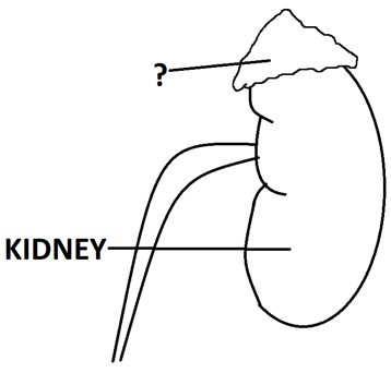 Adrenal gland is endocrine gland divided into outer cortex & inner medulla