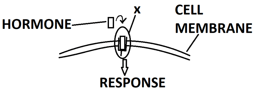 Hormone-receptor complex