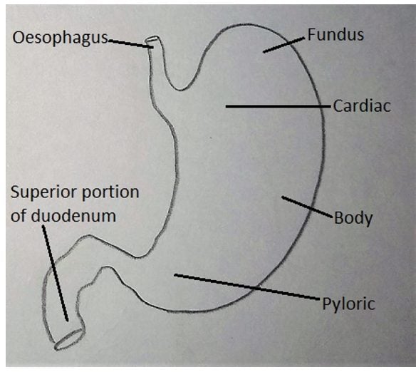 Anatomical regions of the human stomach