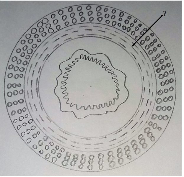 The inner circular muscularis layer