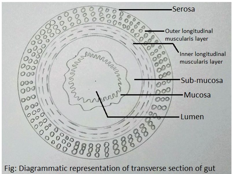 Muscularis layer with inner circular & outer longitudinal layer