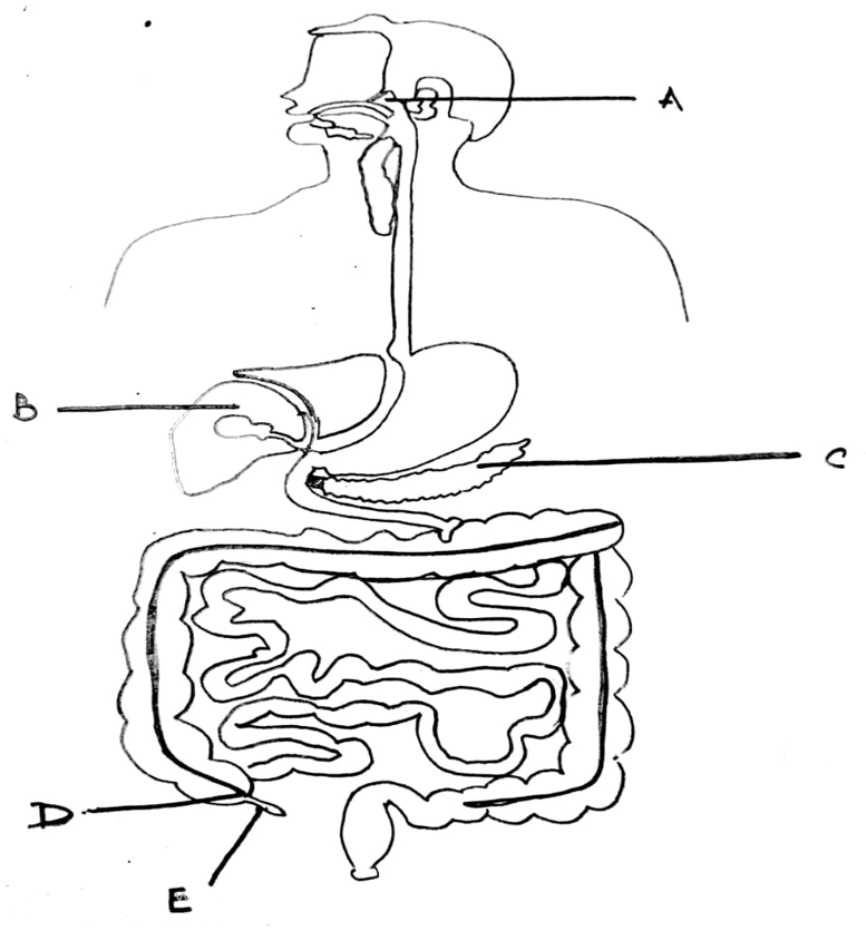 Largest gland of the body liver in digestive system