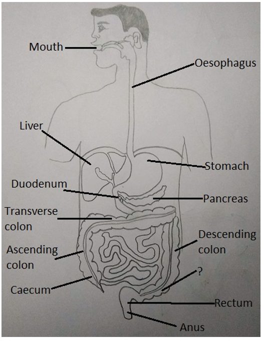 Human Digestive System