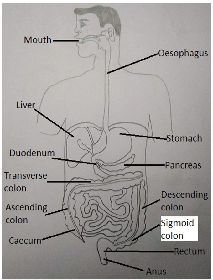 Sigmoid colon in general organisation of the human digestive system