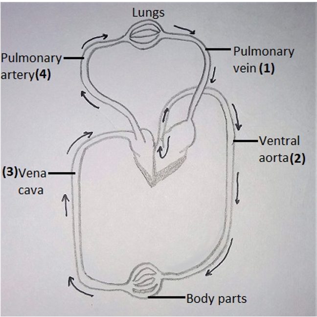 Schematic plan of blood circulation in humans