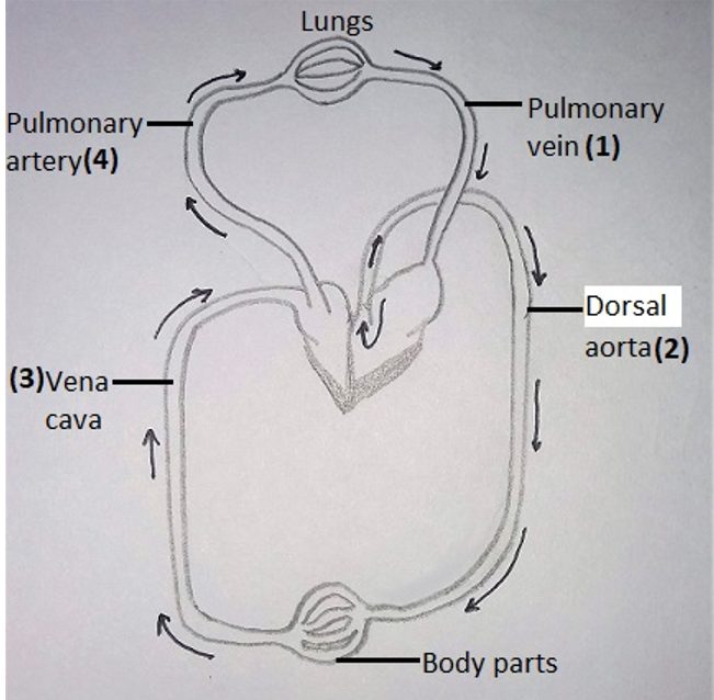 Double circulation in Humans with systemic and pulmonary circulation