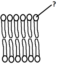Hydrophilic phosphate head the component of the cell membrane