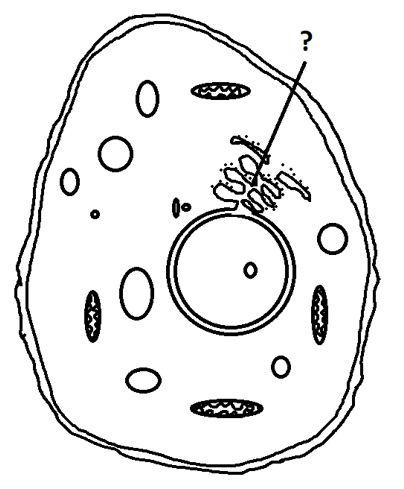 Endoplasmic reticulum with phospholipid bilayer