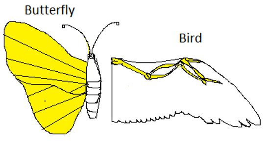 The given figure is an example of analogous organs of butterflies & bird