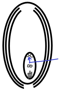 Antipodal cells 3 mature cells in embryo sac present opposite to micropylar end