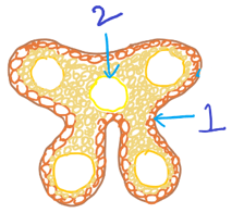 The diagram shows stomium is region where anther breaks open to release pollen grains