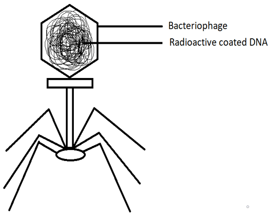 Radioactive DNA components could be found when radioactive DNA is injected into bacterium