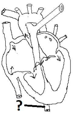 The cross section of the heart with aorta the largest blood vessel