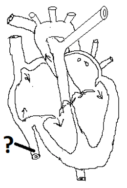 The cross section of the heart showing inferior vena cava