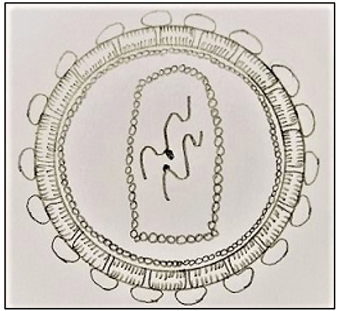 Structure of HIV with core RNA with reverse transcriptase surrounded by protein coat