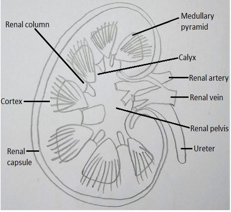 Diagram representing medullary pyramid of section or diagrammatic view of kidney