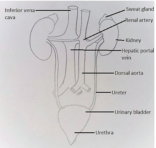 Find the region incorrectly marked in the Human Excretory System