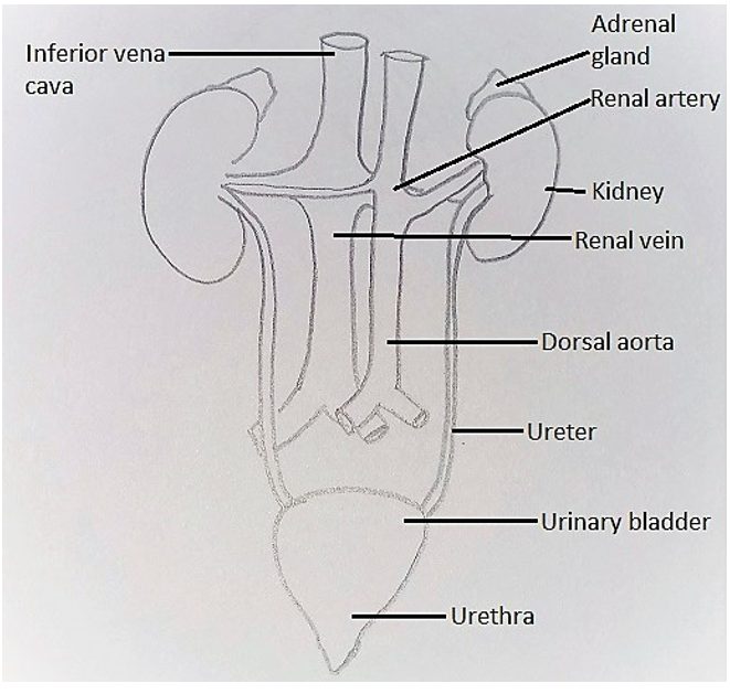 Hepatic portal vein & sebaceous gland in Human Excretory System