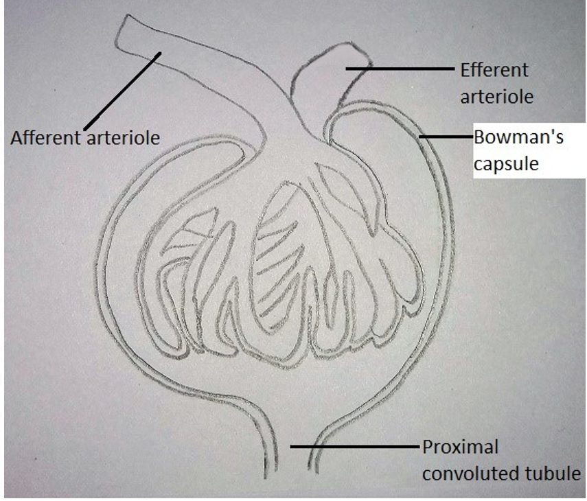 Malpighian body or a renal corpuscle