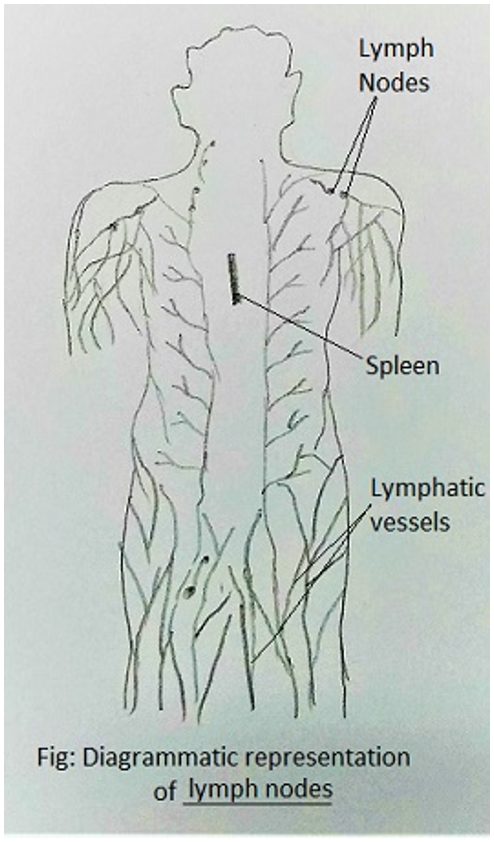 Diagramatic representation of lymph nodes