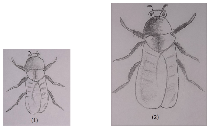 A male fruit fly & a female fruit fly