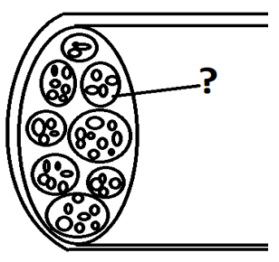 Cross-sectional view of muscle surrounded by collagenous fascia