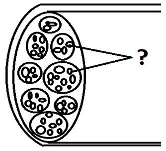 Cross-sectional view of a muscle grouped together into a muscle bundle