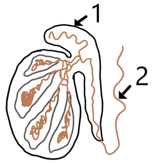 Inner side of each testis with 40cm long vas deferens emerges from the cauda epididymis