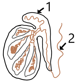 Inner side of each testis epididymis by its peristaltic & segmenting contractions