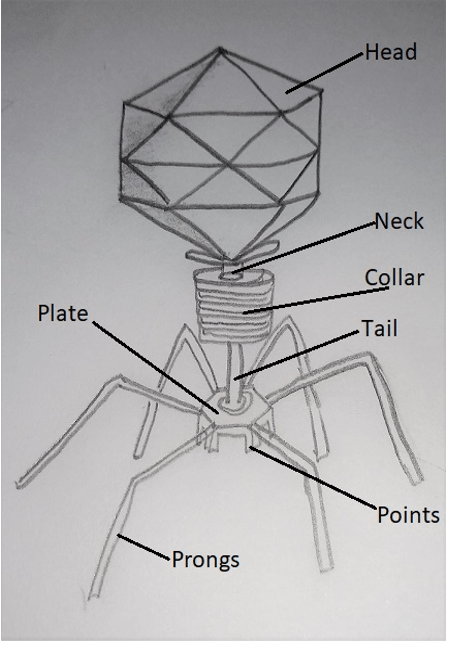 Find parts of a bacteriophage that infect the bacteria usually double-stranded viruses