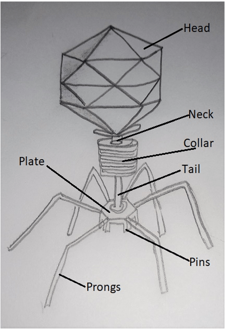 Bacterial viruses or bacteriophages-viruses infecting the bacteria